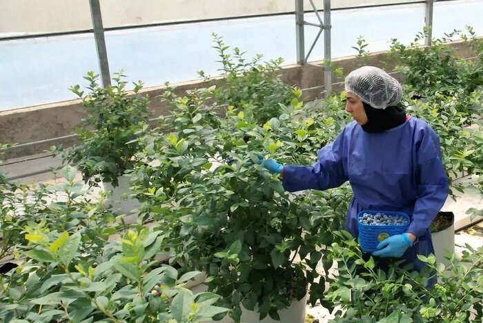 رئیس سازمان جهاد کشاورزی گیلان خبر داد: 30  هکتار از اراضی کشاورزی گیلان زیر کشت بلوبری